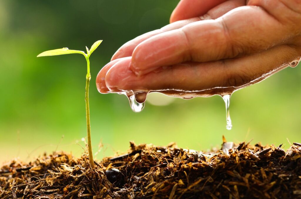 Jardinagem Orgânica Definitiva